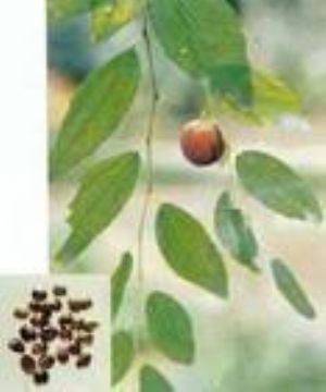 Jujube Extract